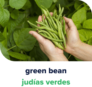 Hands holding a bunch of green beans.